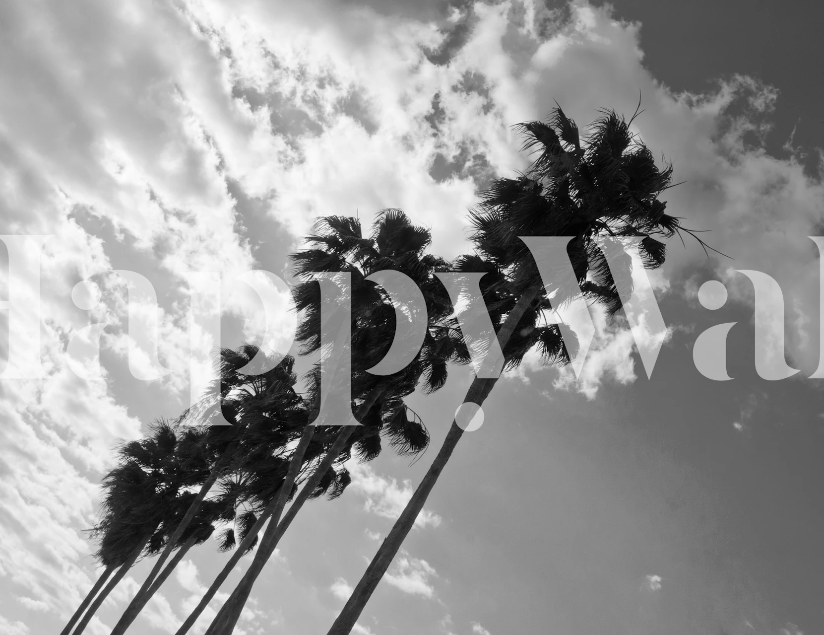 Musta ja valkoinen Palm Trees wallpaper