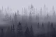 Forest Blue Mountain