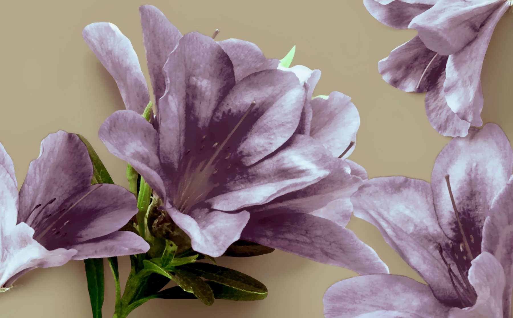 Lily Flowers Soft Dream Wallpaper Happywall