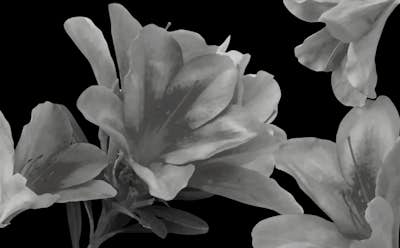 Τοιχογραφία