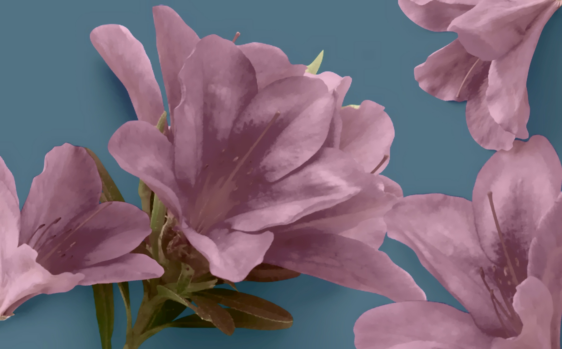 Buy Blush Blossoms on Blue Gray wallpaper Free shipping
