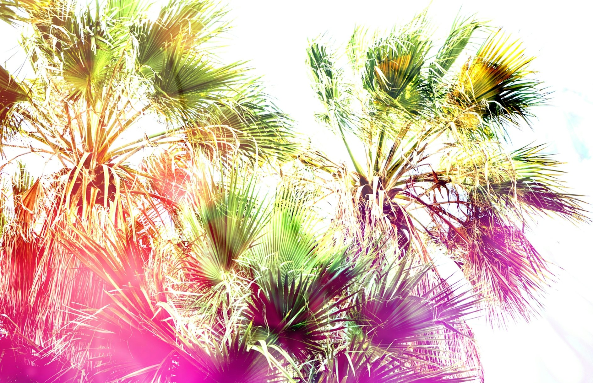 Dreamlike Palm Leaves Summer Wallpaper | Happywall