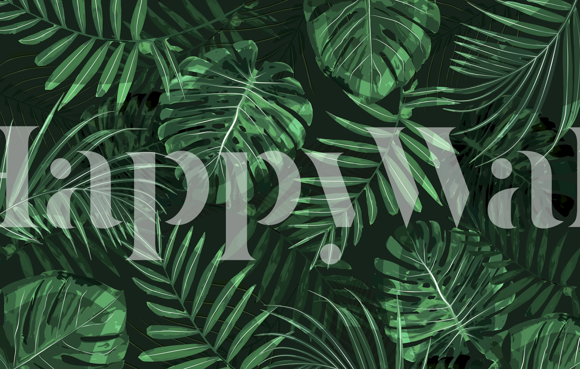 Fototapeta Zelená Monstera a palmové listy na tmavém pozadí.