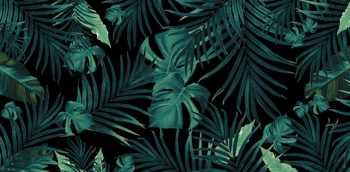 philodendron pink congo Philodendron Pink Congo
