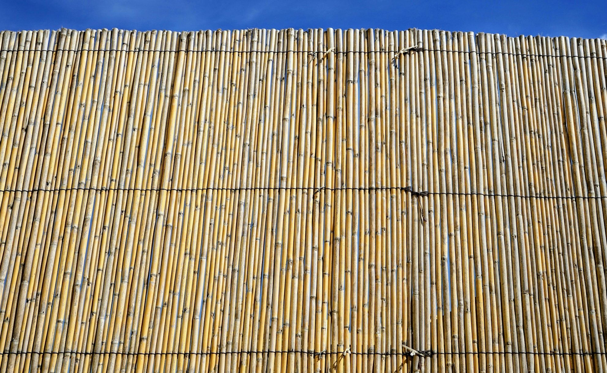 Bamboo Wall wallpaper Happywall