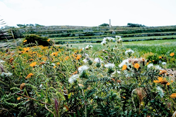 Floral Summer Fields
