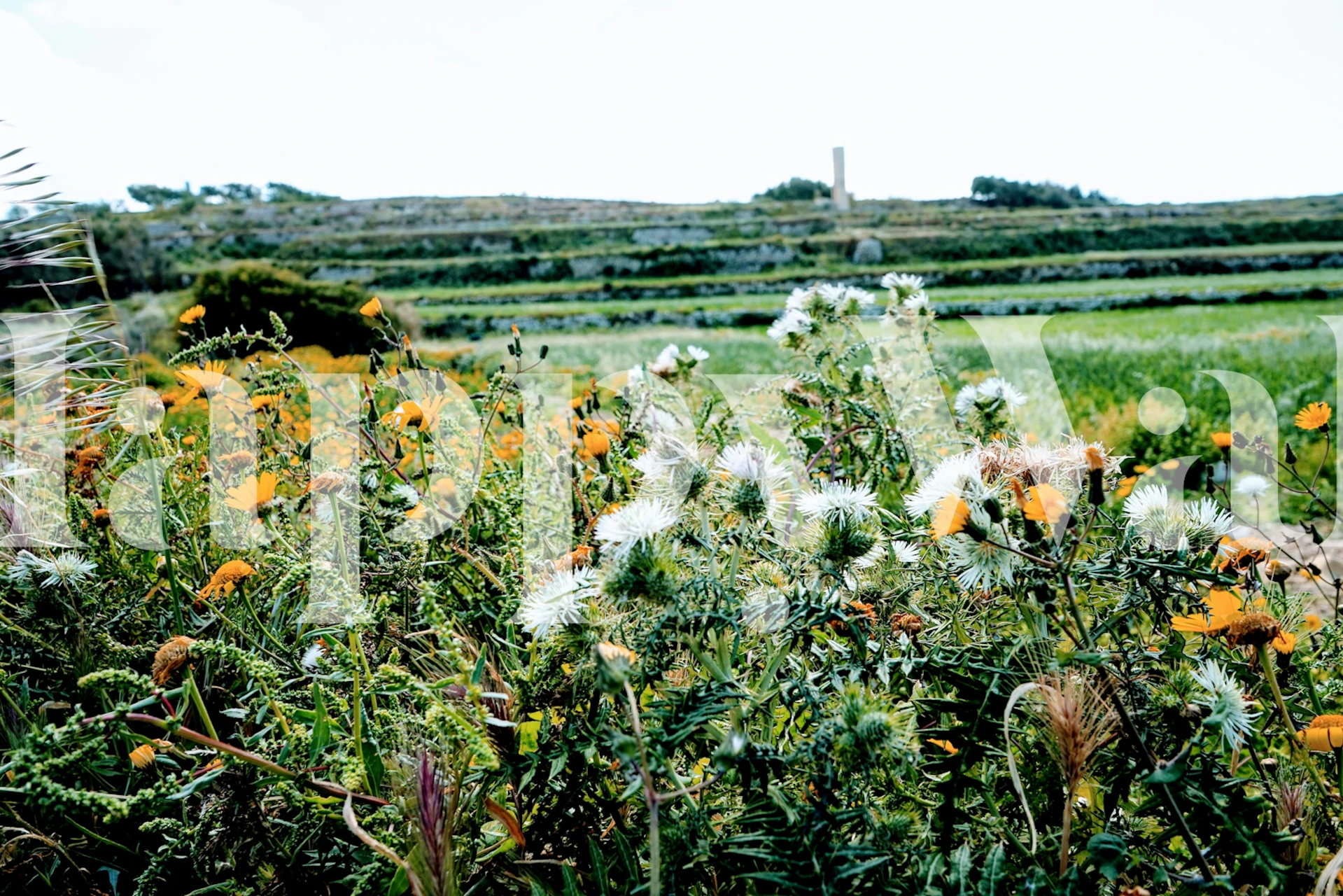 Floral Summer Fields wallpaper in a room