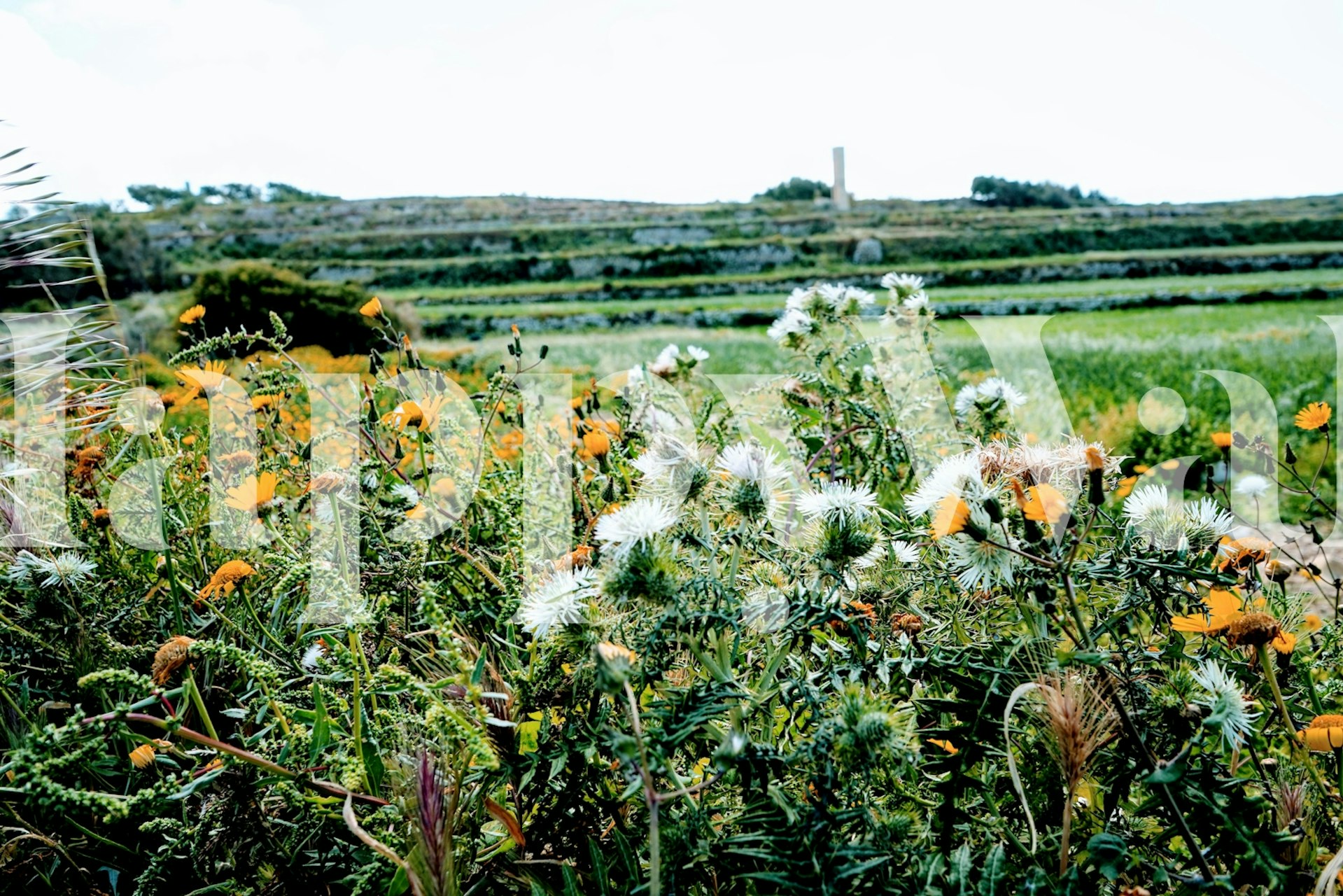 Papier peint Floral Summer Fields dans une pièce