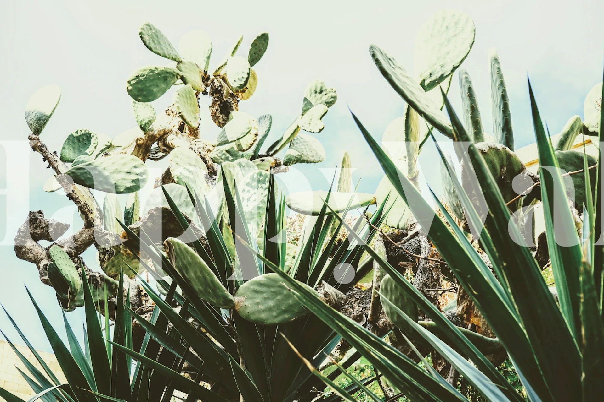 Cactus and palm wallpaper in a room