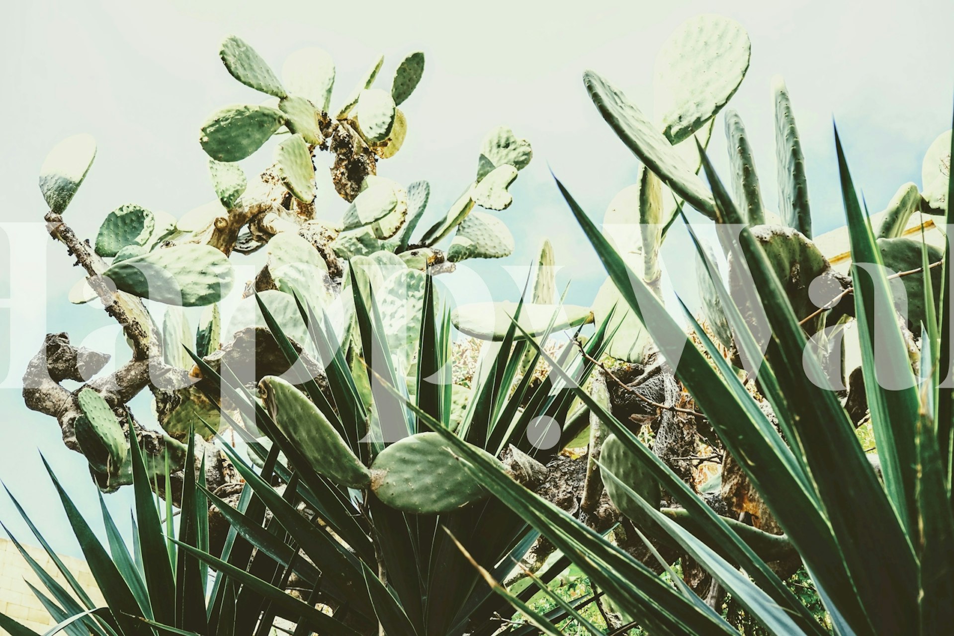 Papier peint Cactus and Palm dans une pièce