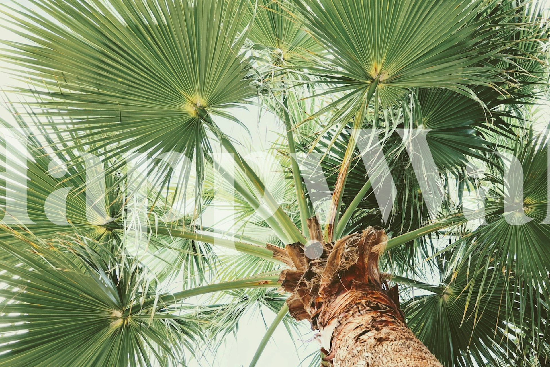 Zidna slika Soft Palm sa zelenim palminim lišćem na pozadini neba