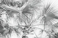 Morning Jungle wallpaper