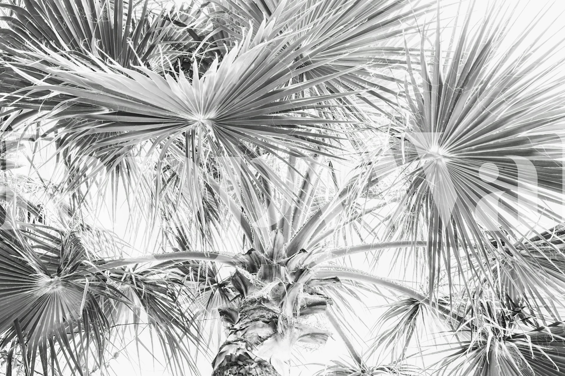 μαρμάρινη τοιχογραφία φύλλων ζούγκλας ασπρόμαυρη