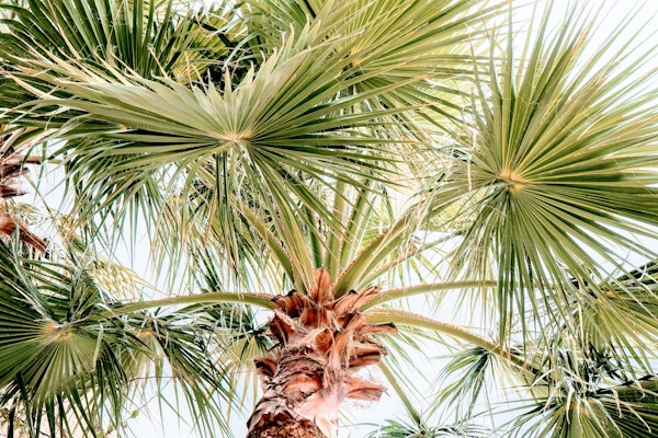 Morning Jungle Palms