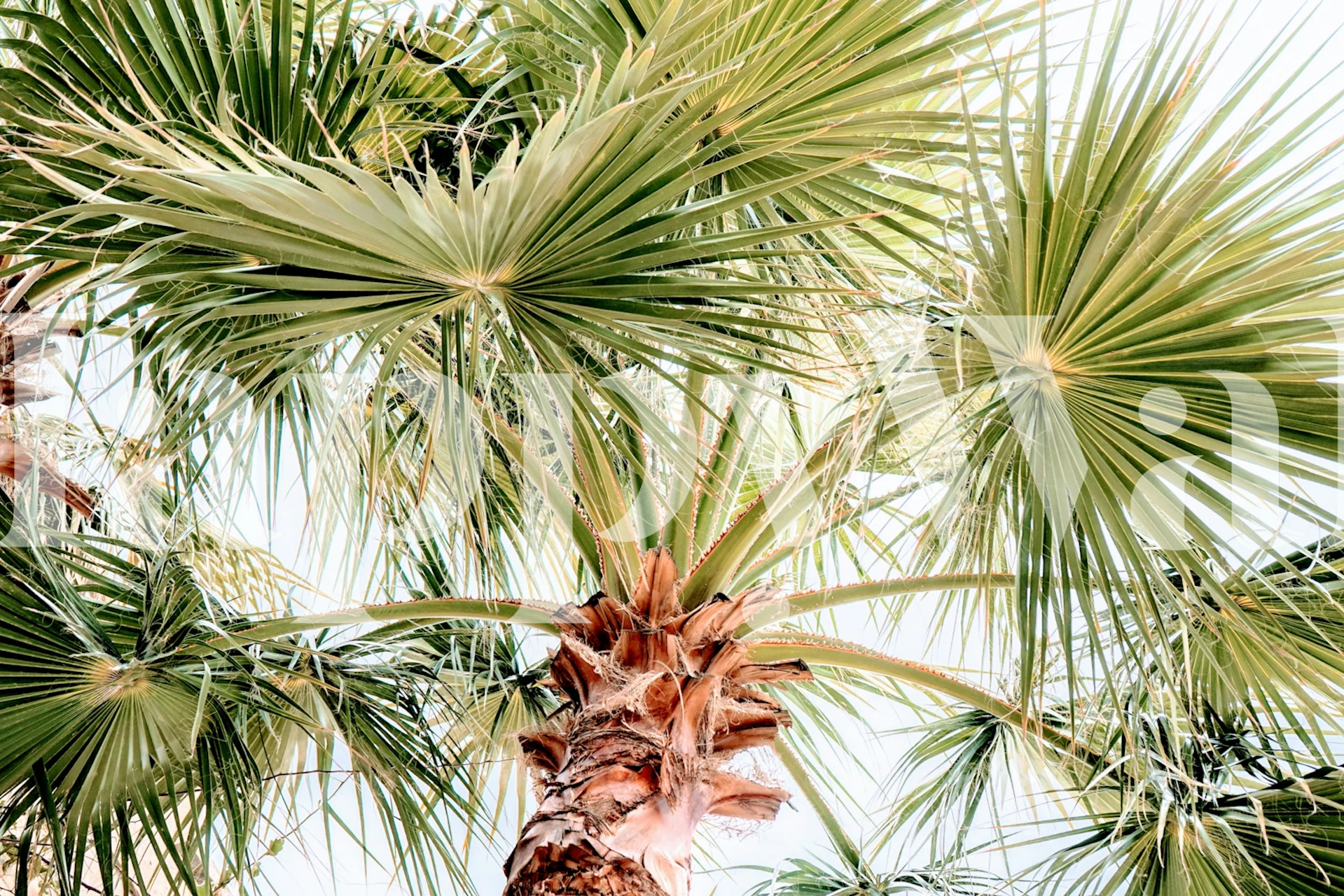 Tropical palm trees with vibrant green leaves in bright sunlight wallpaper