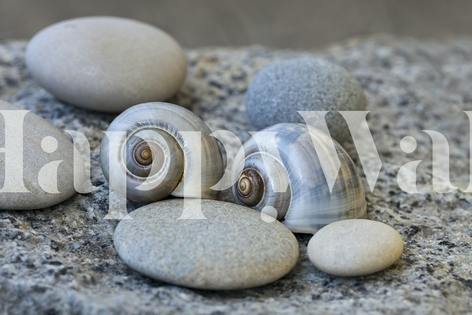 Carta da parati Zen con natura morta con ciottoli e conchiglie raffigurante una disposizione calma ed equilibrata.