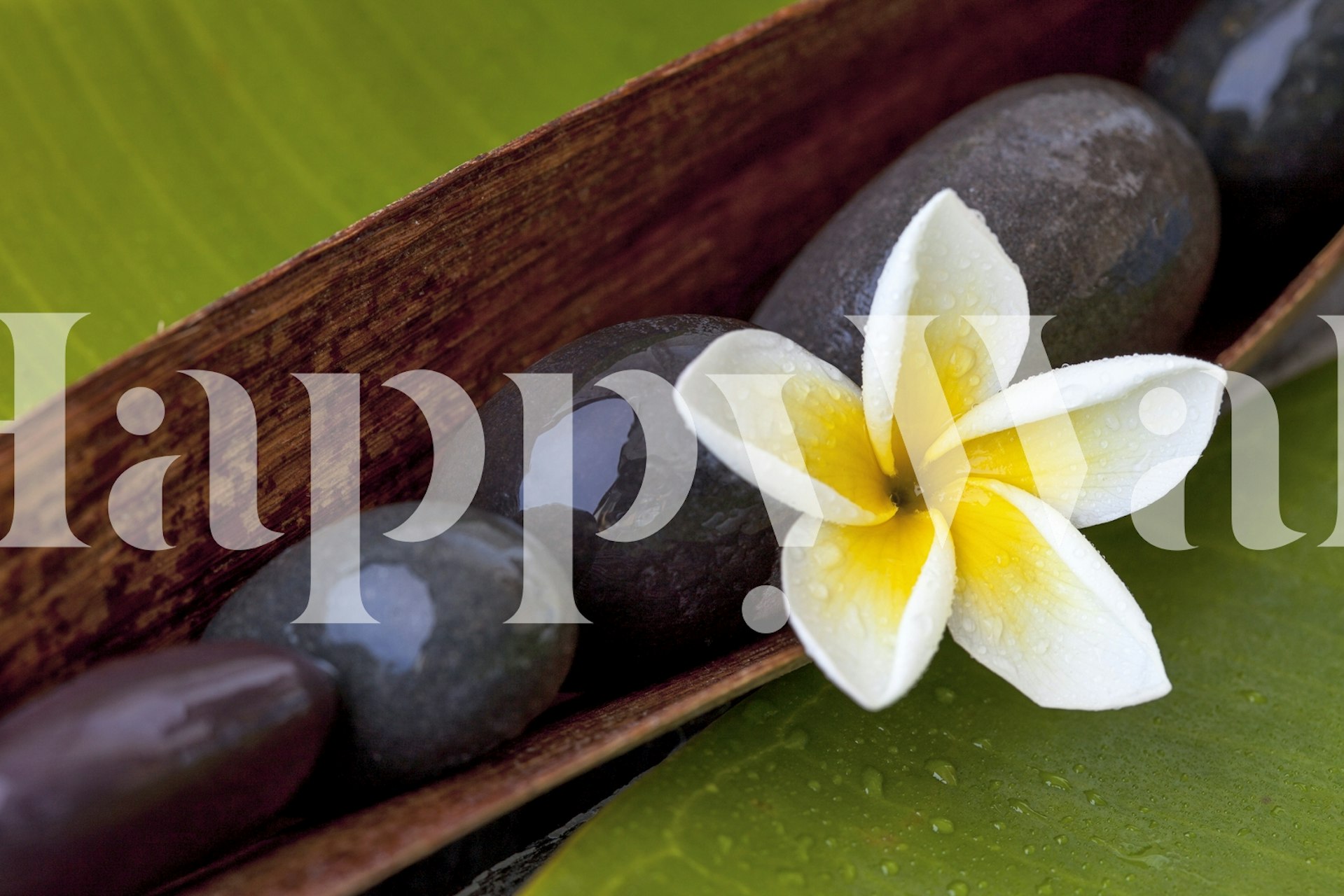 Frangipani blomster og sten tapet