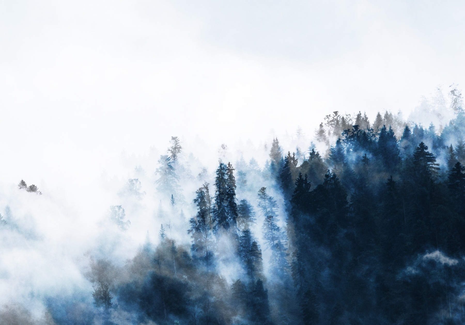 Buy Foggy Forest Mountain Mist wallpaper - Free shipping