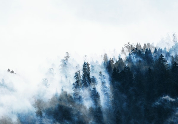 Foggy Forest Mountain Mist
