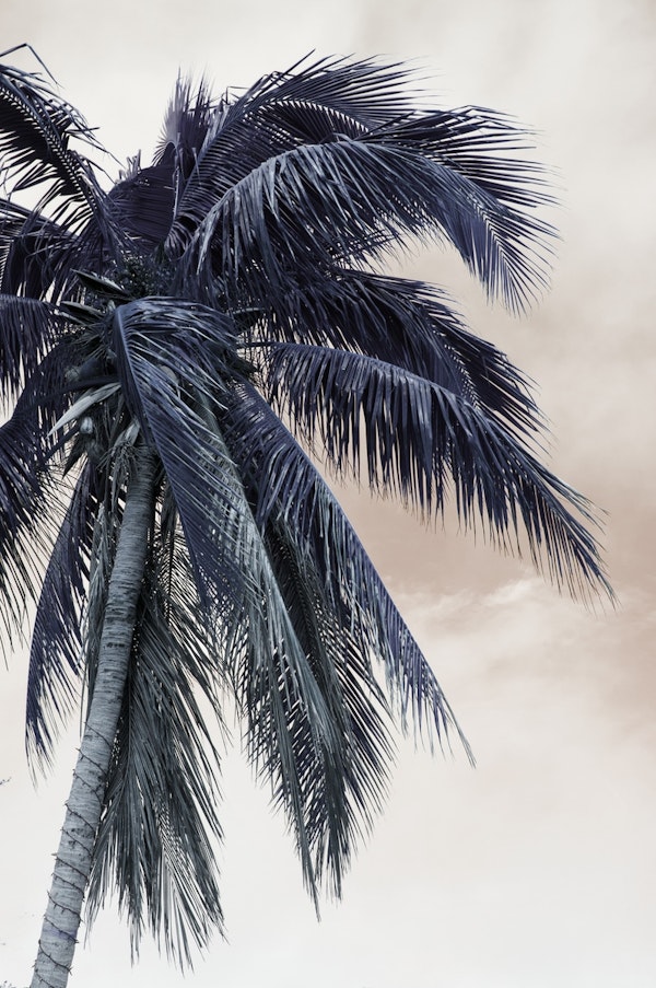 Tropical Palm Finesse 3