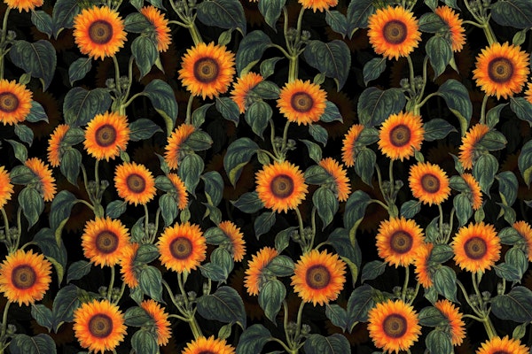 Vintage Midnight Sunflowers