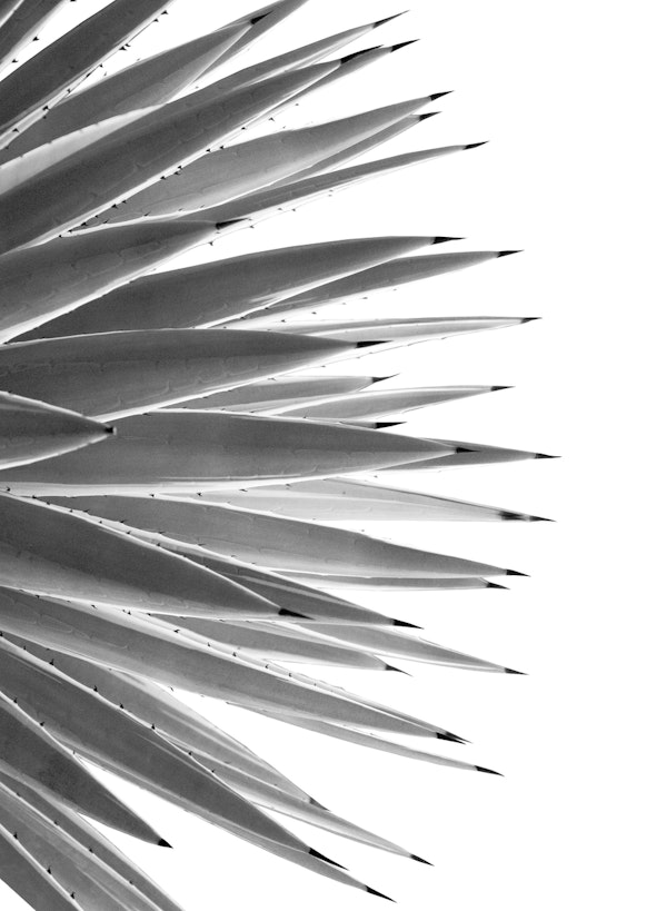 Black White Agave Dream 1