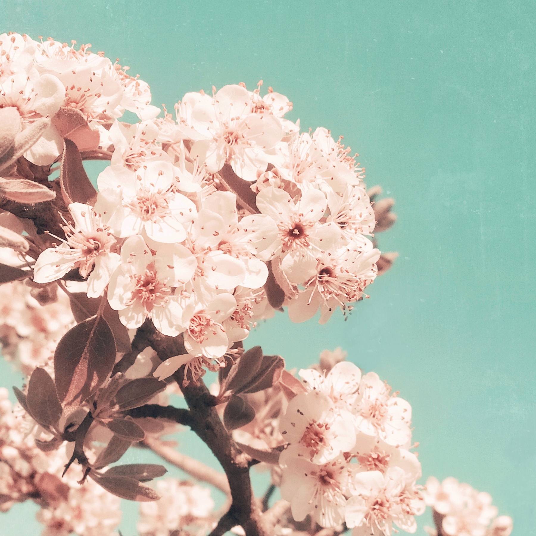 Blush Vintage Flowers wallpaper Happywall