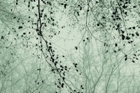 leaves and branches sage green tapety