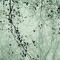 leaves and branches sage green tapet
