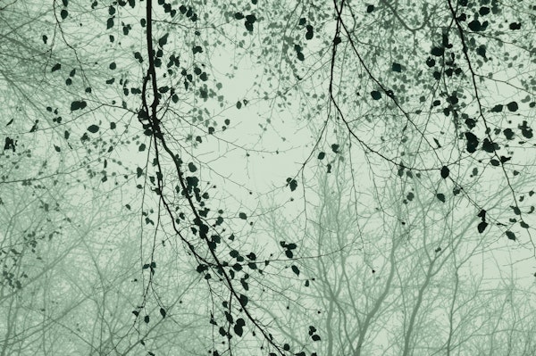 leaves and branches sage green