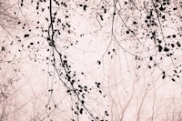 leaves and branches pale pink papiers peint