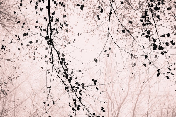 leaves and branches pale pink