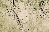 Leaves and branches organic tapety