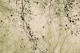 Leaves and branches organic