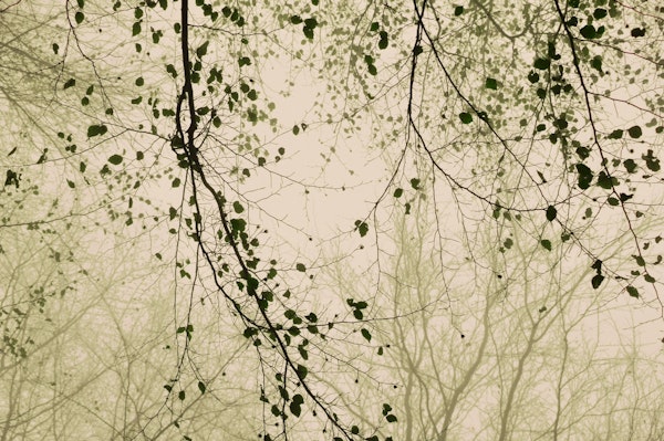 Leaves and branches organic