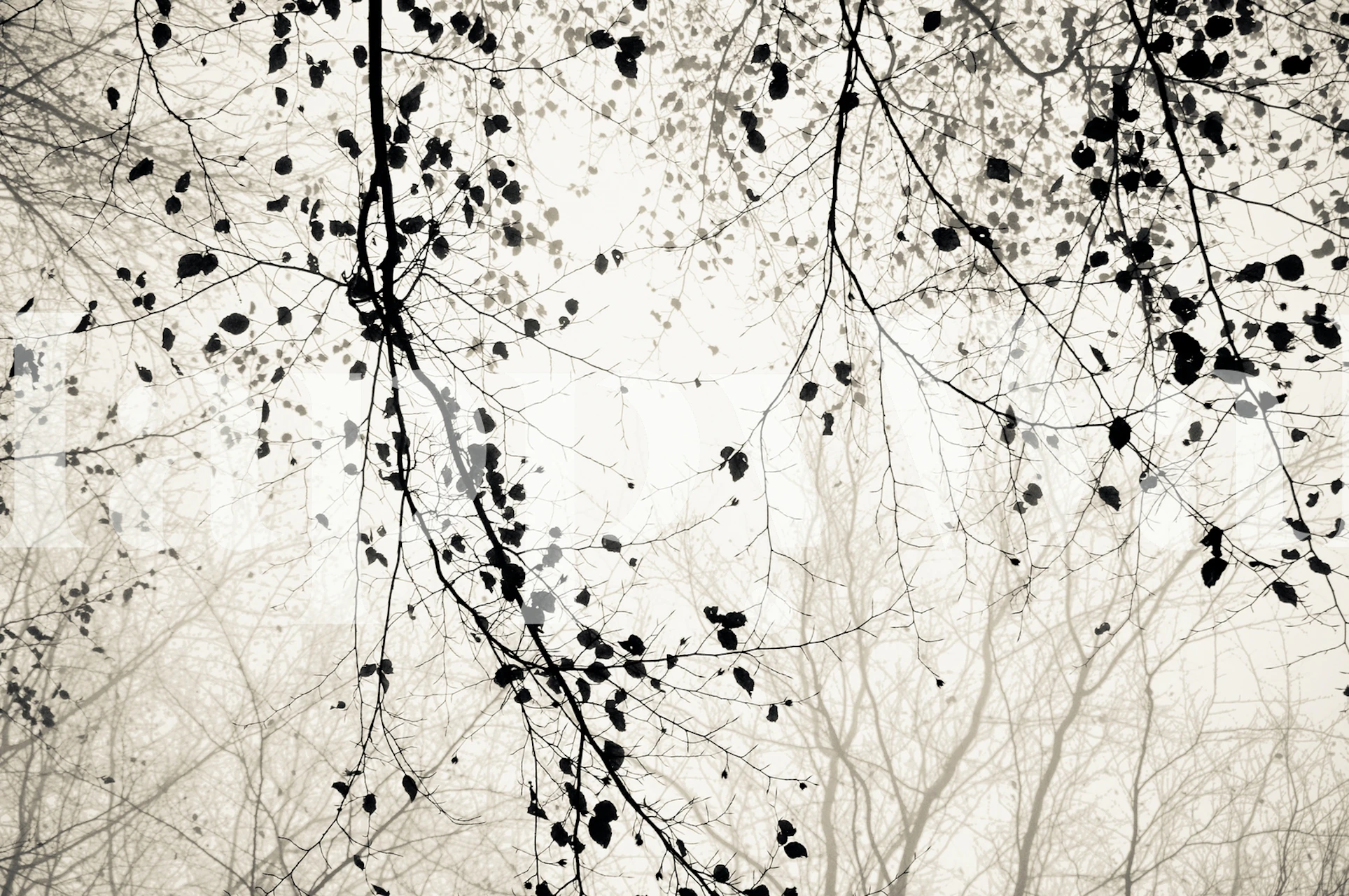 Black and white branches and leaves wallpaper