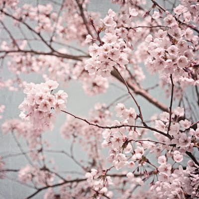 Τοιχογραφία