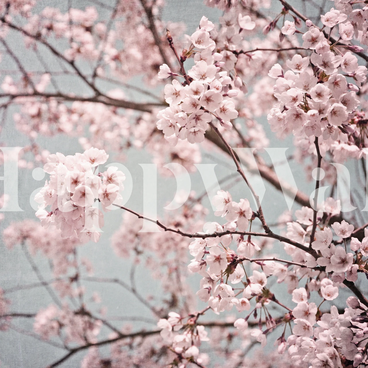 Soft pink cherry blossoms against a calming blue background wall mural