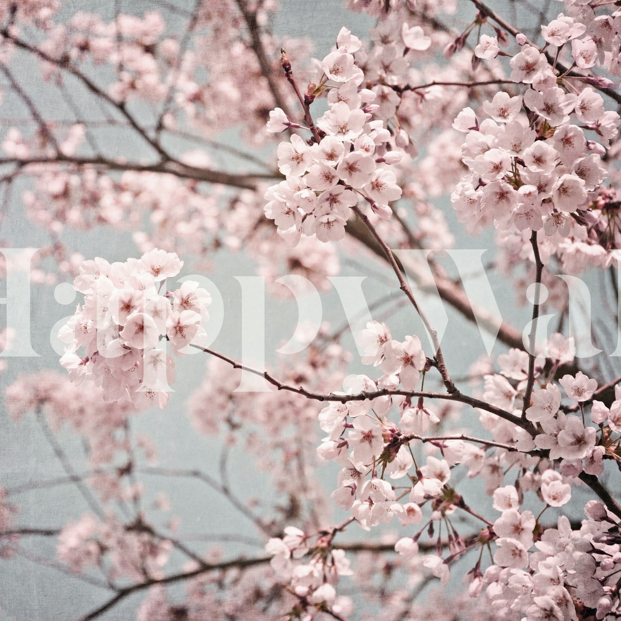 Soft pink cherry blossoms against a calming blue background wall mural