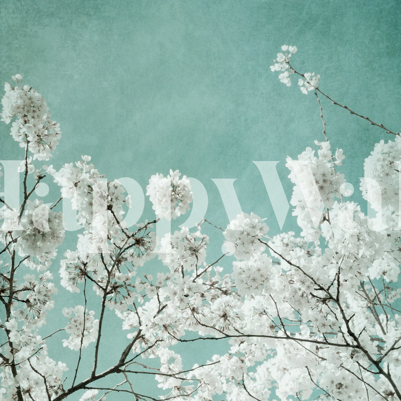 Fototapeta s kvetoucími bílými květy na pozadí klidného modrého nebe