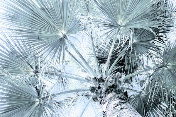 Silver Green Palm Tree