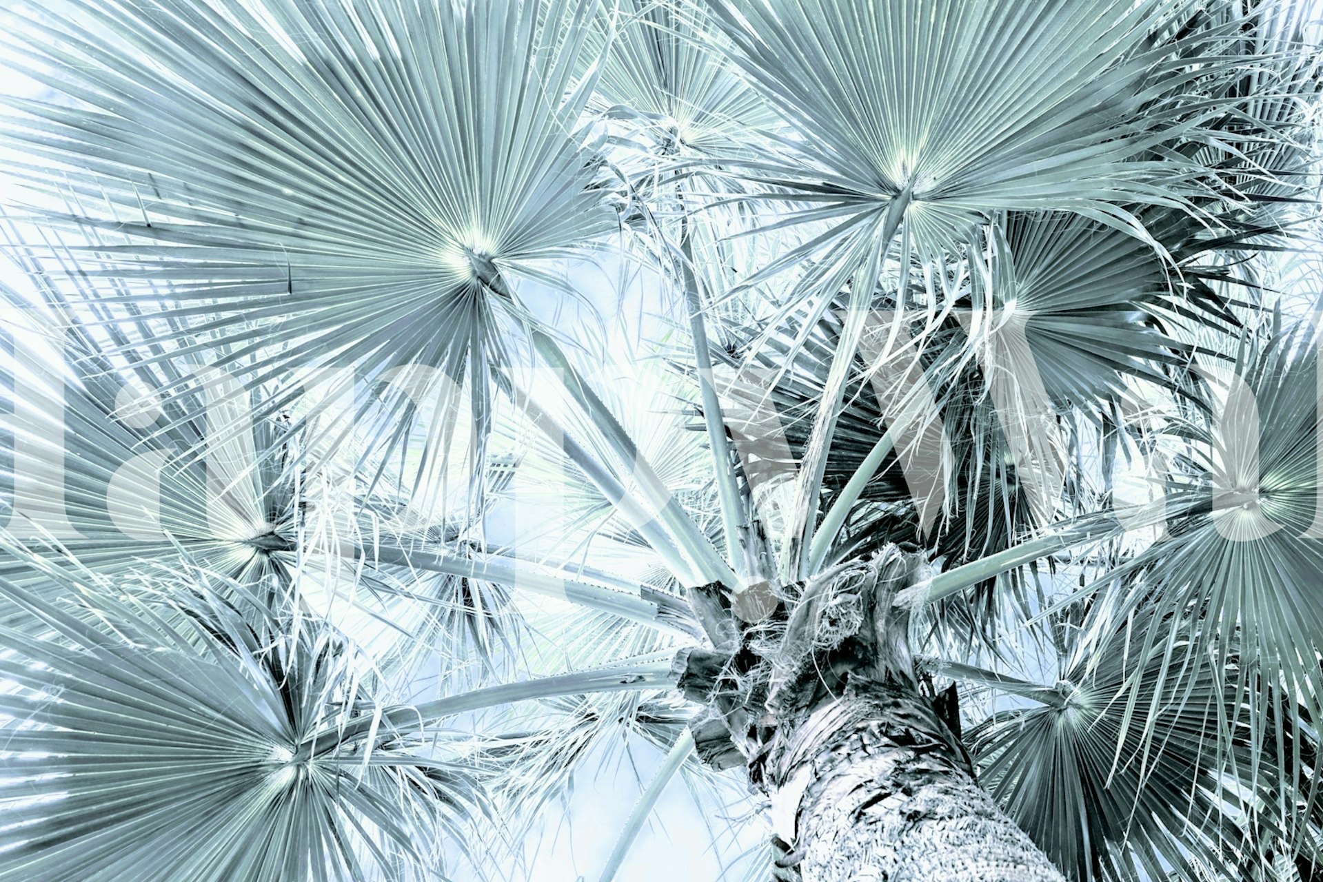 Silver Green Palm Tree wallpaper in a room