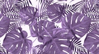 Purple Monstera Leaves behang