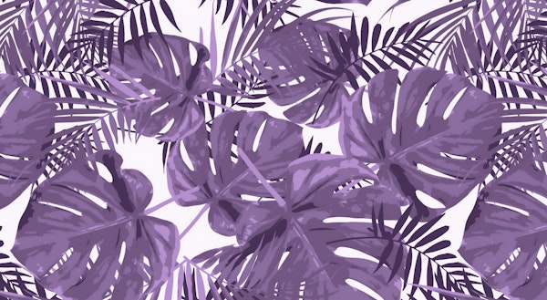 Purple Monstera Leaves