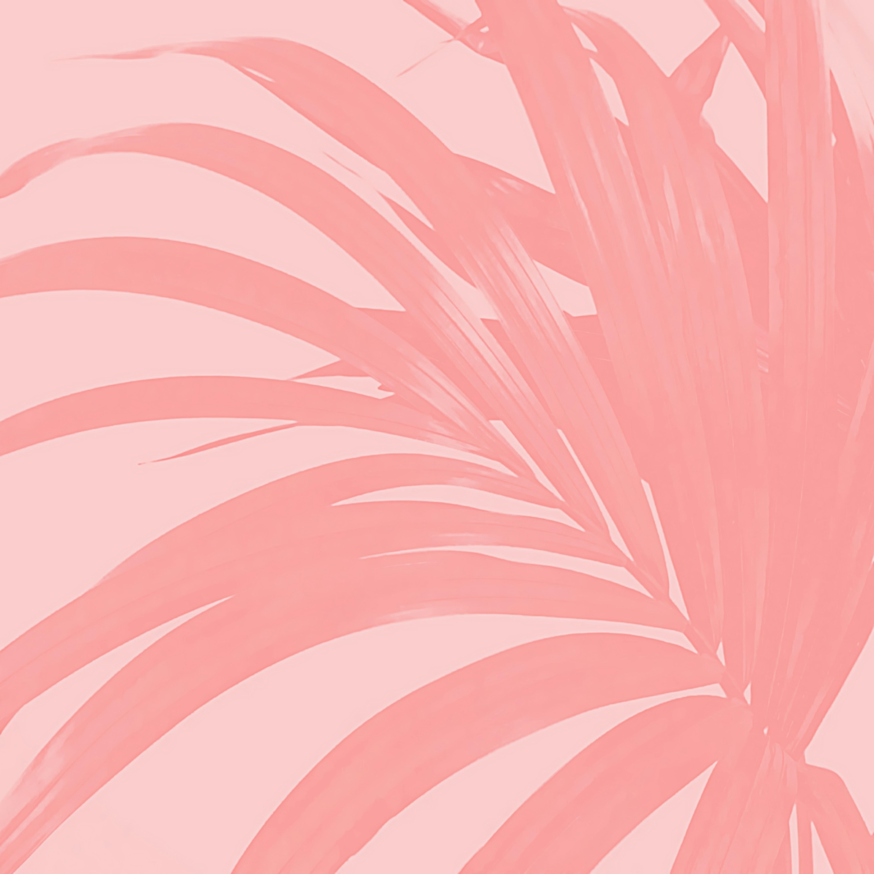 Pink Palm Leaves Wallpaper - Tropical Wall Art | Happywall