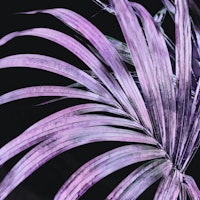 Trendy Purple Palm Leaf tapety