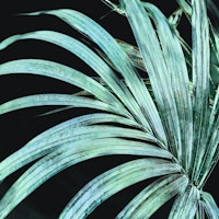 Light Turquoise Palm Leaf tapeta