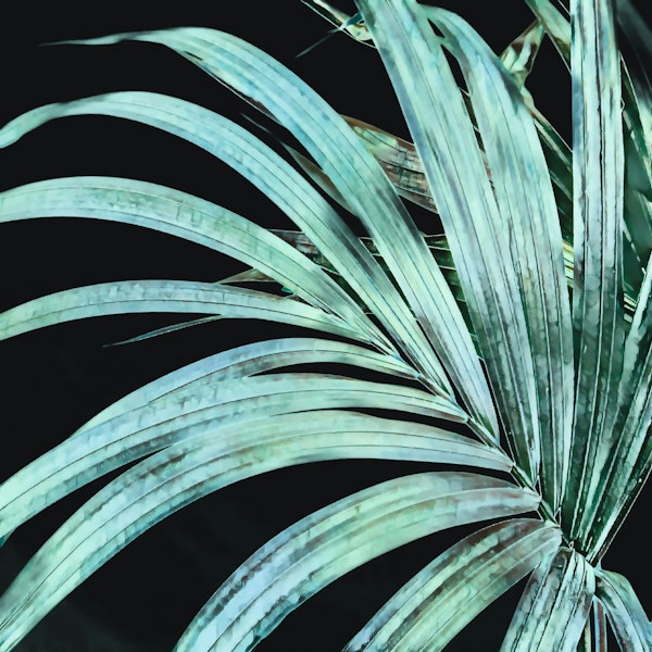 Light Turquoise Palm Leaf
