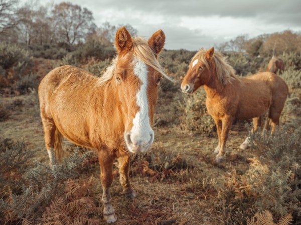 Horses in forest