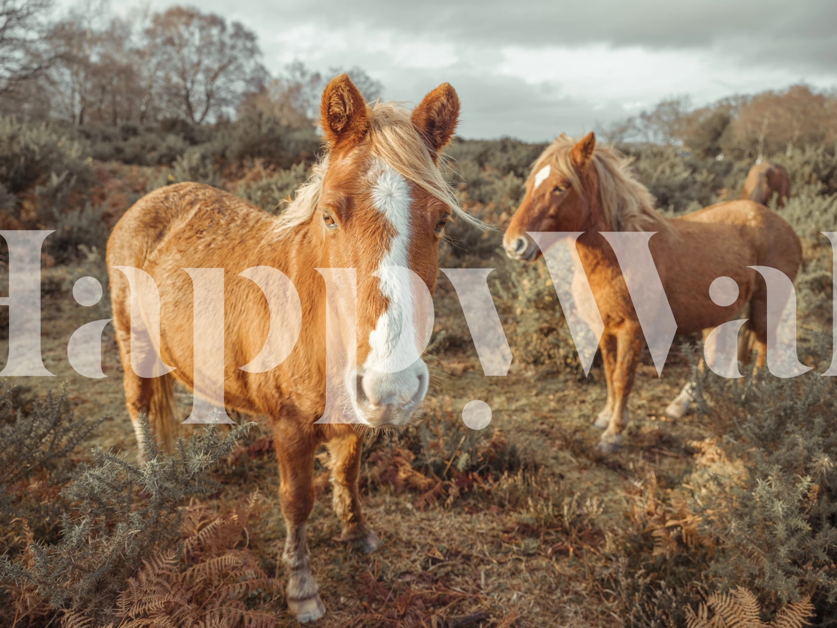 Horses in forest papel de parede